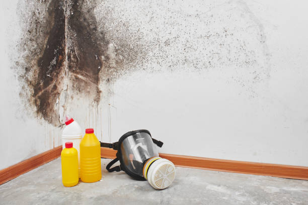Best Mold Removal and Inspection  in Noel, MO