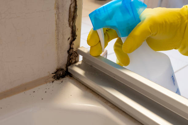 Best Toxic Mold Removal  in Noel, MO