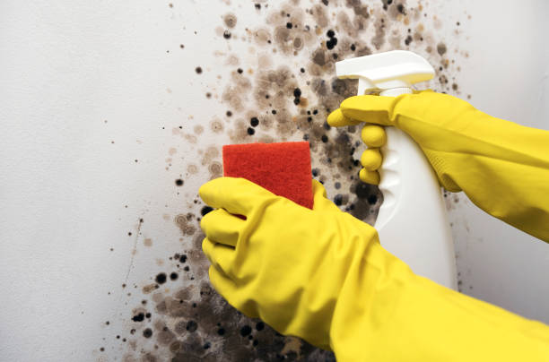 Certified Mold Removal in Noel, MO